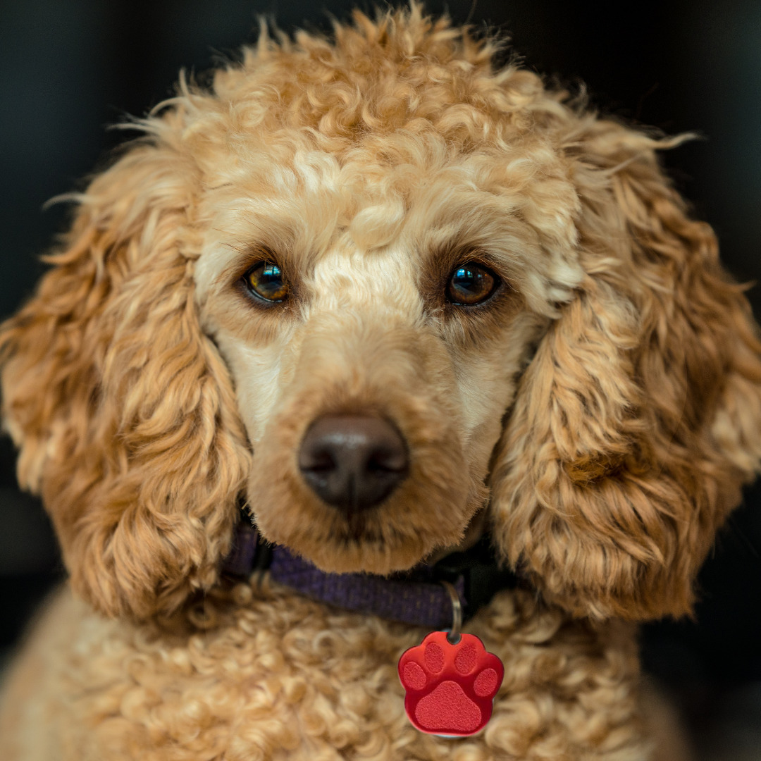 Pet Tag - Médaille animaux - Image 2